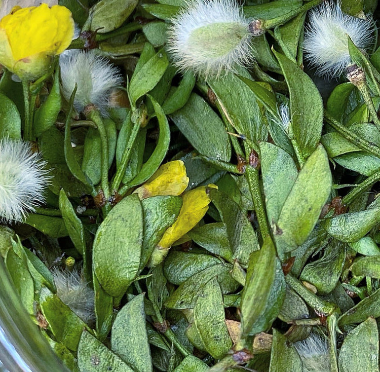 CREOSOTE DESERT CHAPARRAL