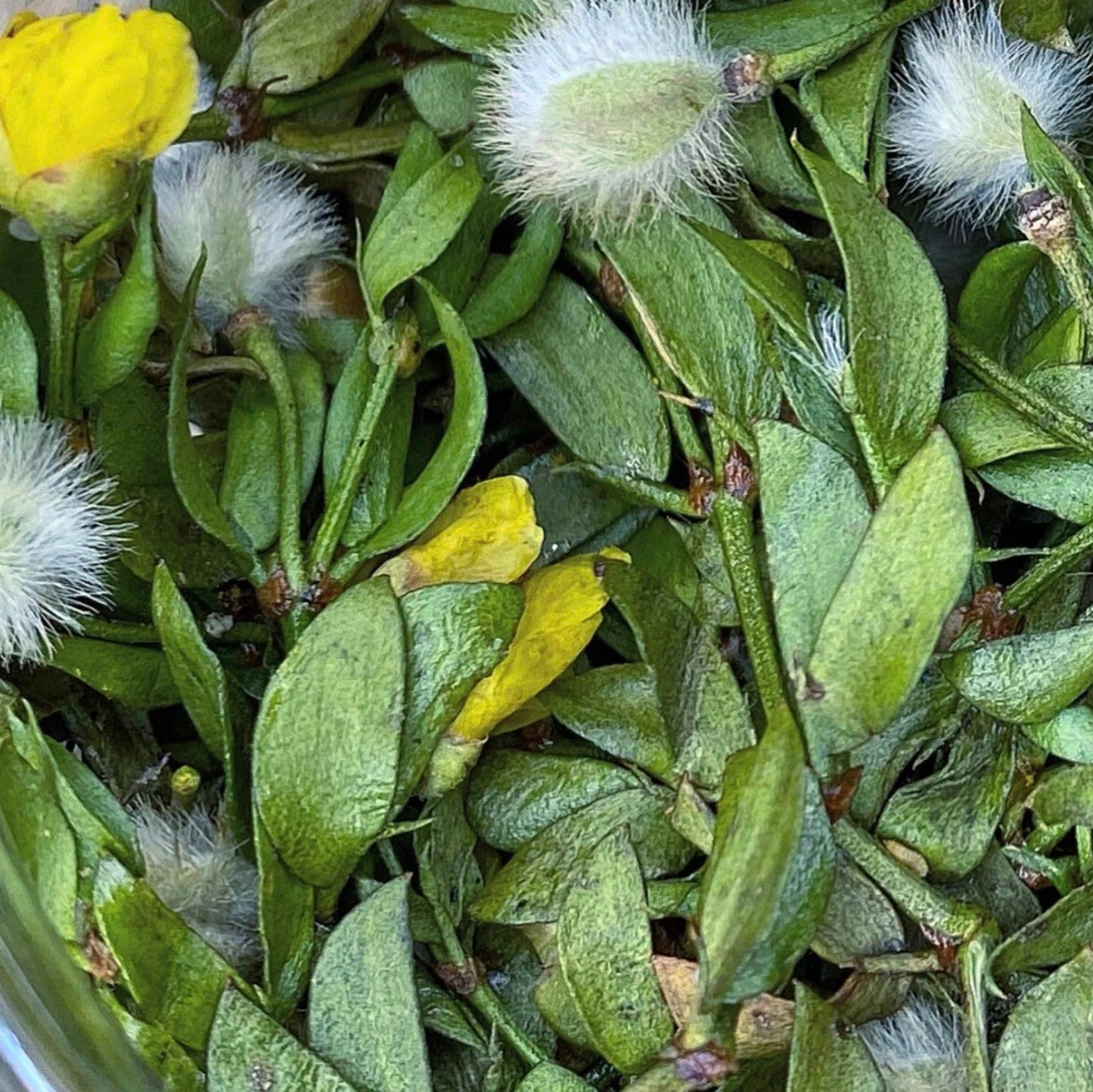 CREOSOTE BODY BUTTER