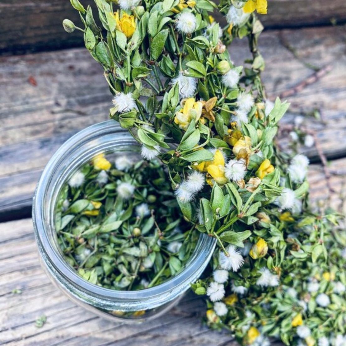 HANDPICKED CREOSOTE LEAVES  INFUSED IN A JAR WITH ORGANIC GRAPESEED OIL . CREOSOTE LEAVES HAVE SMALL FLOWERS ON STEMS