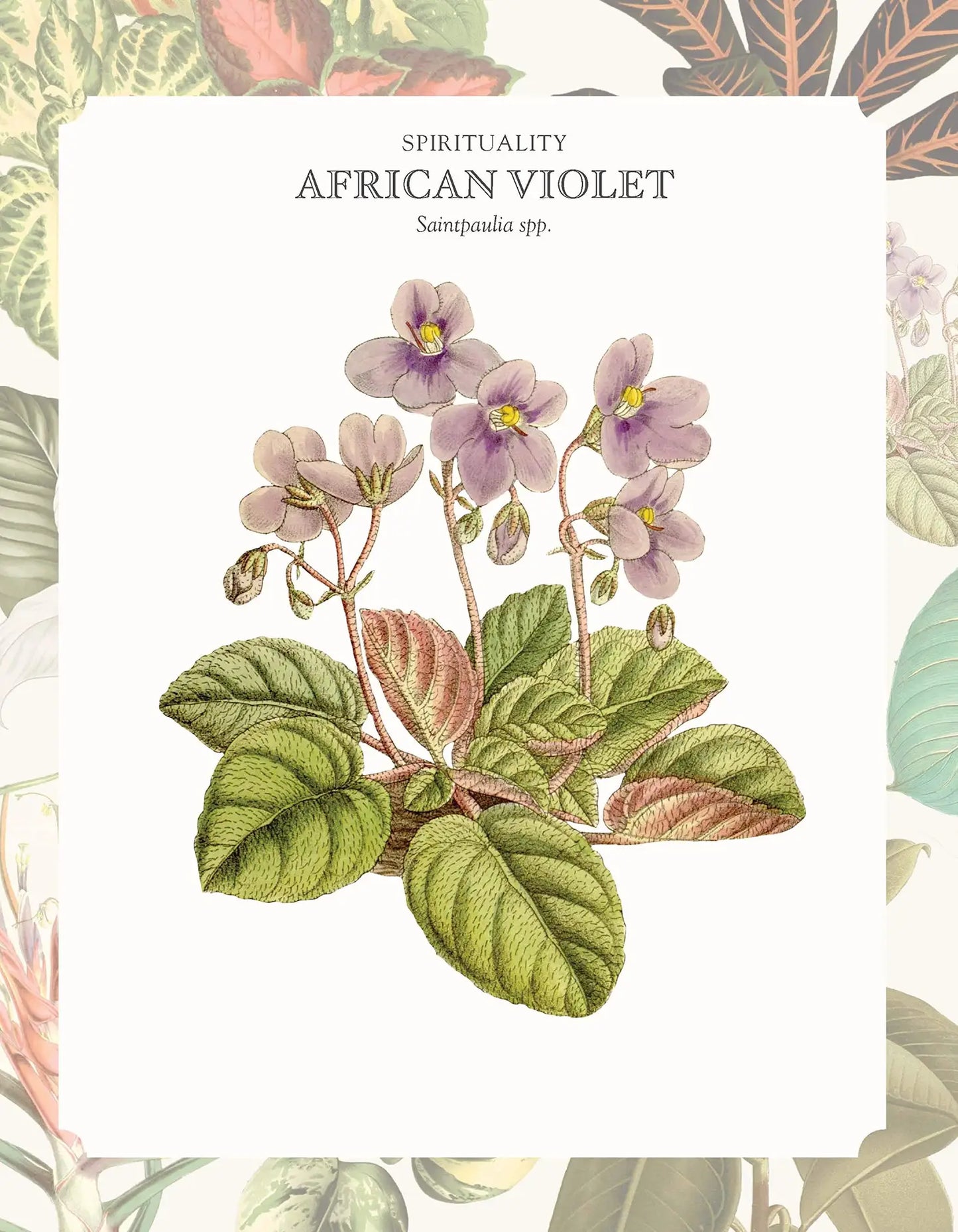 The Language of Houseplants