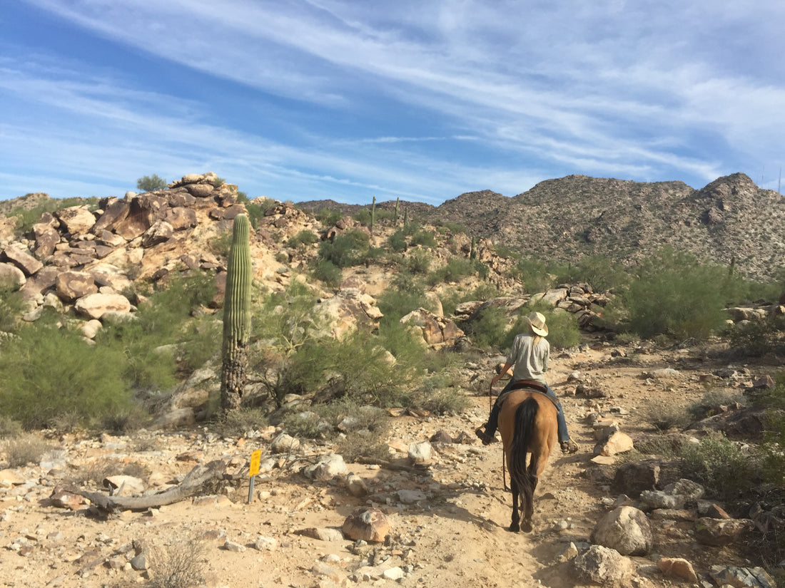 Scent of the Southwest: Discovering the Magic of Creosote