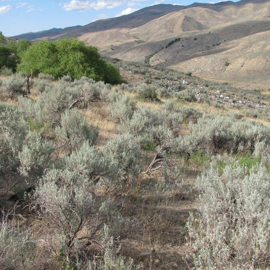 SAGEBRUSH OIL WILDCRAFTED