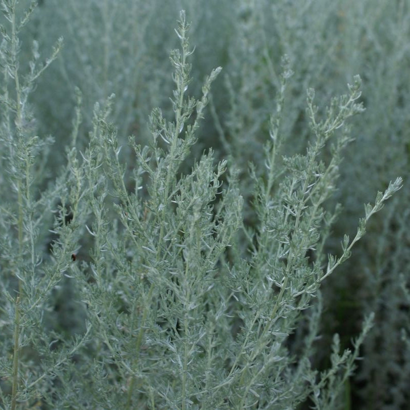 DESERT SAGEBRUSH BALM