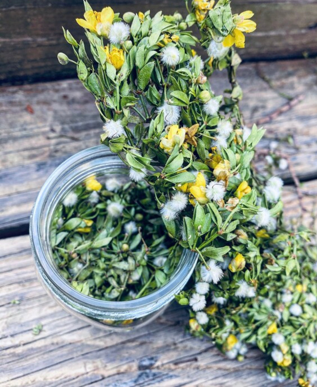 HANDPICKED CREOSOTE LEAVES  INFUSED IN A JAR WITH ORGANIC GRAPESEED OIL . CREOSOTE LEAVES HAVE SMALL FLOWERS ON STEMS